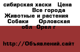 l: сибирская хаски › Цена ­ 10 000 - Все города Животные и растения » Собаки   . Орловская обл.,Орел г.